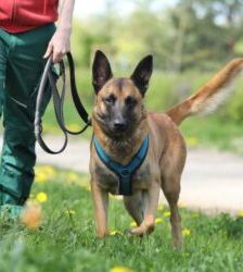 Joker – Malinois, Männchen, 4 Jahre 5 Monate, 13057 Berlin – Foto 7