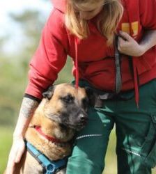 Joker – Malinois, Männchen, 4 Jahre 5 Monate, 13057 Berlin – Foto 8