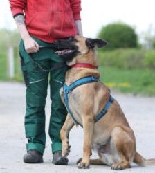 Joker – Malinois, Männchen, 4 Jahre 5 Monate, 13057 Berlin – Foto 9