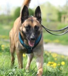 Joker – Malinois, Männchen, 4 Jahre 5 Monate, 13057 Berlin – Foto 10