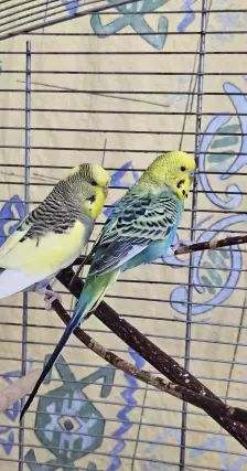 Smoky & Kiwi – Wellensittich, Männchen, Alter unbekannt, 26389 Wilhelmshaven – Foto 4
