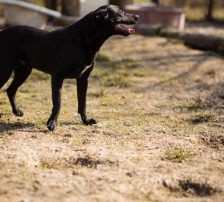 Coolio – Mischling, Männchen, 2 Jahre 7 Monate, Nordic Strays e.V. – Foto 11