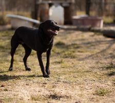 Coolio – Mischling, Männchen, 2 Jahre 7 Monate, Nordic Strays e.V. – Foto 13
