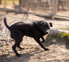 Coolio – Mischling, Männchen, 2 Jahre 7 Monate, Nordic Strays e.V. – Foto 14