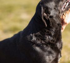 Coolio – Mischling, Männchen, 2 Jahre 7 Monate, Nordic Strays e.V. – Foto 15