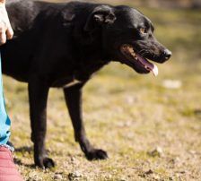 Coolio – Mischling, Männchen, 2 Jahre 7 Monate, Nordic Strays e.V. – Foto 17
