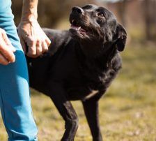 Coolio – Mischling, Männchen, 2 Jahre 7 Monate, Nordic Strays e.V. – Foto 19