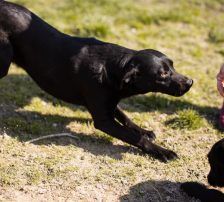 Coolio – Mischling, Männchen, 2 Jahre 7 Monate, Nordic Strays e.V. – Foto 6