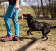 Coolio – Mischling, Männchen, 2 Jahre 7 Monate, Nordic Strays e.V. – Foto 7
