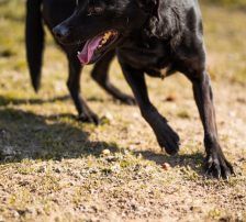 Coolio – Mischling, Männchen, 2 Jahre 7 Monate, Nordic Strays e.V. – Foto 8