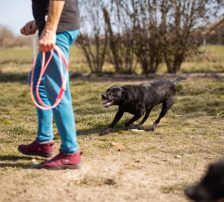 Coolio – Mischling, Männchen, 2 Jahre 7 Monate, Nordic Strays e.V. – Foto 9
