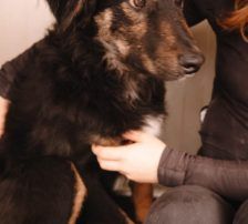 Sivi – Mischling, Männchen, 7 Monate, Nordic Strays e.V. – Foto 3
