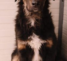 Sivi – Mischling, Männchen, 7 Monate, Nordic Strays e.V. – Foto 4