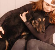 Sivi – Mischling, Männchen, 7 Monate, Nordic Strays e.V. – Foto 5