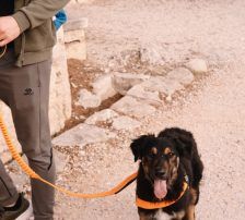 Sivi – Mischling, Männchen, 7 Monate, Nordic Strays e.V. – Foto 6