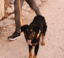Sivi – Mischling, Männchen, 7 Monate, Nordic Strays e.V. – Foto 7