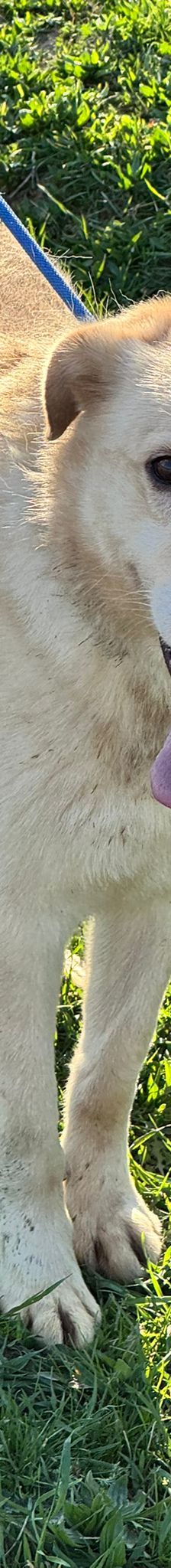 Zigi – Labrador-Mischling, Männchen, 4 Jahre, Nordic Strays e.V. – Foto 1