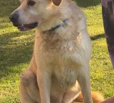 Zigi – Labrador-Mischling, Männchen, 4 Jahre, Nordic Strays e.V. – Foto 2