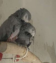 Toska – Graupapagei, Weibchen, 25 Jahre, 13057 Berlin – Foto 4