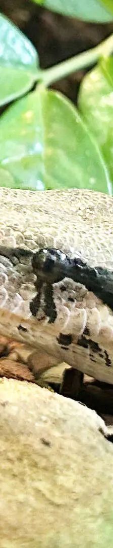 Frau Köpi a.k.a. Fraukö – Boa constrictor, Weibchen, Alter unbekannt, 13057 Berlin – Foto 1