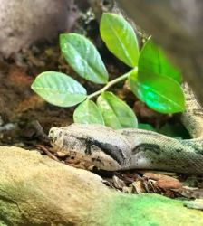 Frau Köpi a.k.a. Fraukö – Boa constrictor, Weibchen, Alter unbekannt, 13057 Berlin – Foto 2