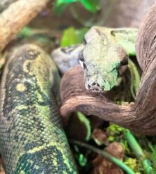 Frau Köpi a.k.a. Fraukö – Boa constrictor, Weibchen, Alter unbekannt, 13057 Berlin – Foto 3
