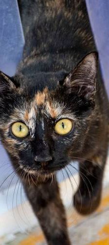 Gertrudis – EKH, Weibchen, 1 Jahr, 65520 Bad Camberg – Foto 1