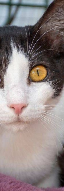 Gertrudis – EKH, Weibchen, 1 Jahr, 65520 Bad Camberg – Foto 13