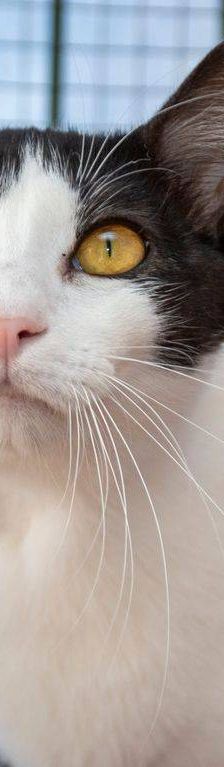 Gertrudis – EKH, Weibchen, 1 Jahr, 65520 Bad Camberg – Foto 14