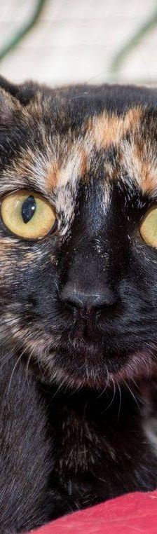 Gertrudis – EKH, Weibchen, 1 Jahr, 65520 Bad Camberg – Foto 17