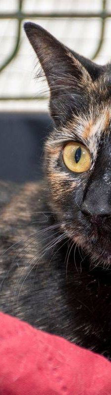 Gertrudis – EKH, Weibchen, 1 Jahr, 65520 Bad Camberg – Foto 19