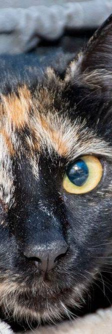 Gertrudis – EKH, Weibchen, 1 Jahr, 65520 Bad Camberg – Foto 3