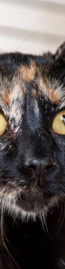 Gertrudis – EKH, Weibchen, 1 Jahr, 65520 Bad Camberg – Foto 25