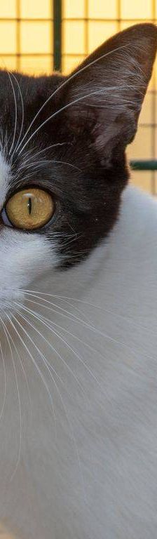 Gertrudis – EKH, Weibchen, 1 Jahr, 65520 Bad Camberg – Foto 30