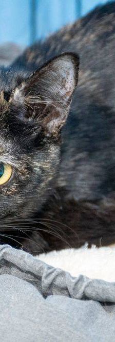 Gertrudis – EKH, Weibchen, 1 Jahr, 65520 Bad Camberg – Foto 4