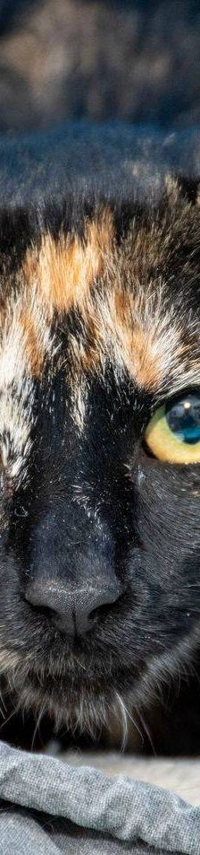 Gertrudis – EKH, Weibchen, 1 Jahr, 65520 Bad Camberg – Foto 8