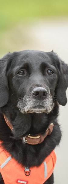 Blair – Mix-Labrador, Weibchen, 13 Jahre, 45141 Essen – Foto 1