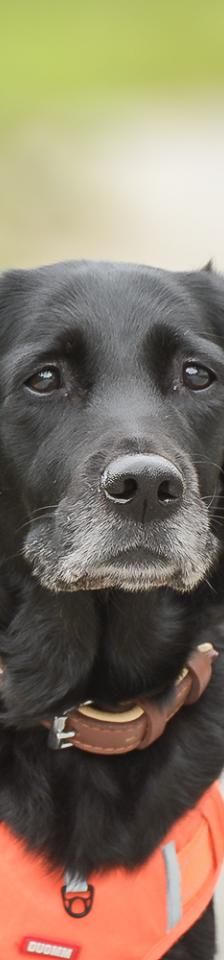 Blair – Mix-Labrador, Weibchen, 13 Jahre, 45141 Essen – Foto 2