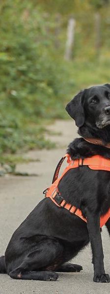 Blair – Mix-Labrador, Weibchen, 13 Jahre, 45141 Essen – Foto 3