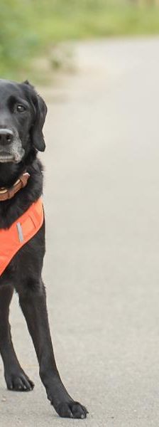 Blair – Mix-Labrador, Weibchen, 13 Jahre, 45141 Essen – Foto 4