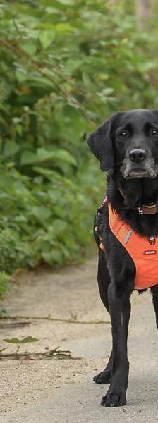 Blair – Mix-Labrador, Weibchen, 13 Jahre, 45141 Essen – Foto 5