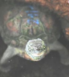 Platschi – Chin. Dreikielschildkröte, Weibchen, Alter unbekannt, 13057 Berlin – Foto 2