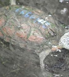 Platschi – Chin. Dreikielschildkröte, Weibchen, Alter unbekannt, 13057 Berlin – Foto 3