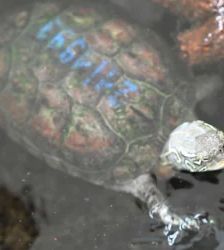 Platschi – Chin. Dreikielschildkröte, Weibchen, Alter unbekannt, 13057 Berlin – Foto 4