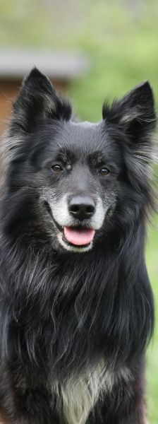 Fukano – Border Collie/Schäferhund-Mix, Männchen, 5 Jahre, 13057 Berlin – Foto 1