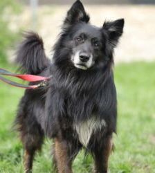 Fukano – Border Collie/Schäferhund-Mix, Männchen, 5 Jahre, 13057 Berlin – Foto 2