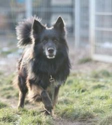 Fukano – Border Collie/Schäferhund-Mix, Männchen, 5 Jahre, 13057 Berlin – Foto 11