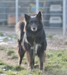 Fukano – Border Collie/Schäferhund-Mix, Männchen, 5 Jahre, 13057 Berlin – Foto 12