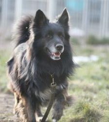 Fukano – Border Collie/Schäferhund-Mix, Männchen, 5 Jahre, 13057 Berlin – Foto 13