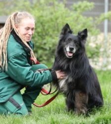 Fukano – Border Collie/Schäferhund-Mix, Männchen, 5 Jahre, 13057 Berlin – Foto 3
